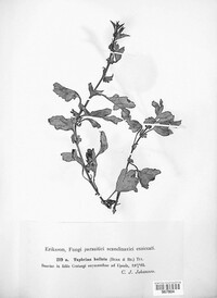 Taphrina bullata image